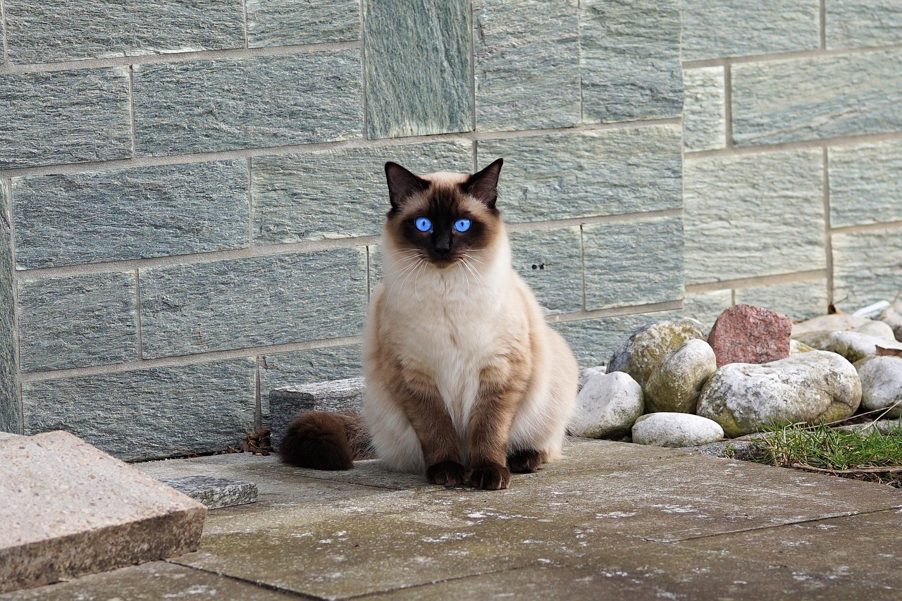 Understanding the Friendly Nature of the Siamese